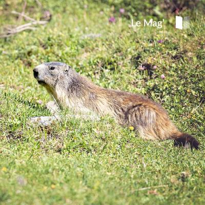 What animals can be seen in the Vanoise National Park?